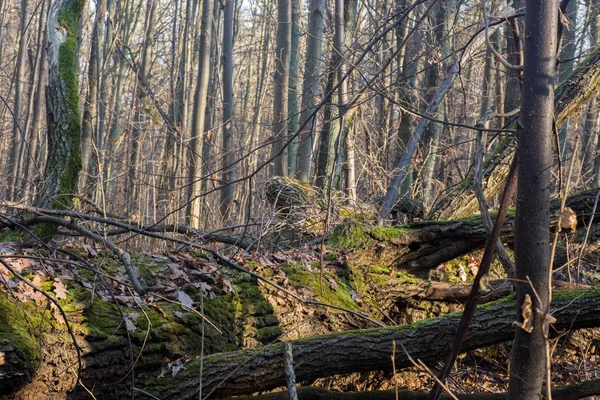 Bukott Tölgy Őszi Erdő — Stock Fotó