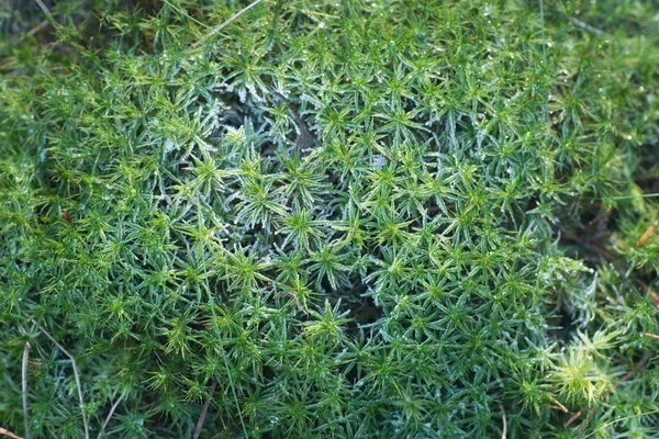 Moss Täckt Med Hoar Frost Makro — Stockfoto