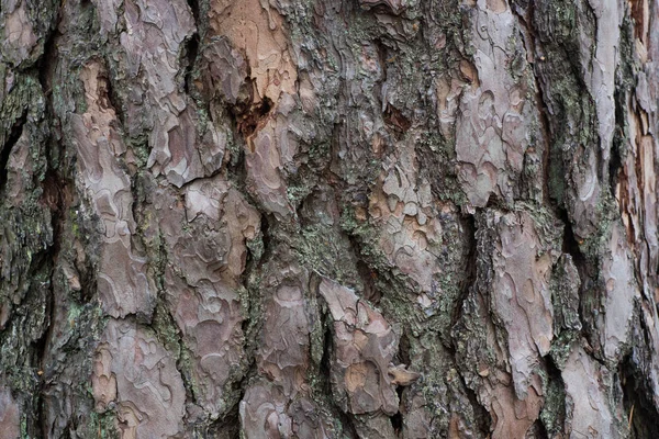 Pine Tree Schors Textuur Achtergrond Macro — Stockfoto