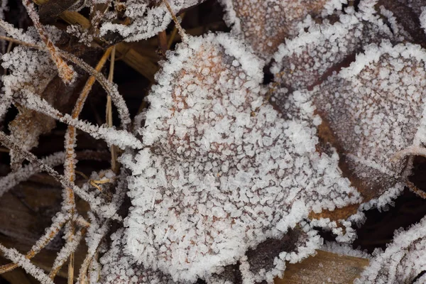 Πεσμένα Φύλλα Αποξηραμένα Καλύπτεται Παγετός — Φωτογραφία Αρχείου