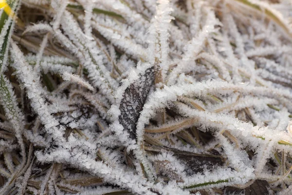 乾燥した植物のマクロの選択と集中に霜 — ストック写真