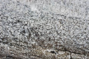 ağaç gövdesi hoarfrost makrosuyla birlikte kış sabahı kaplı.