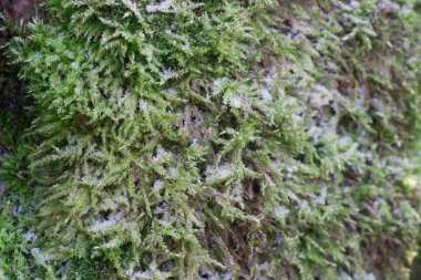 detay Don makro ile kaplı ağaç gövdesi üzerinde yosun