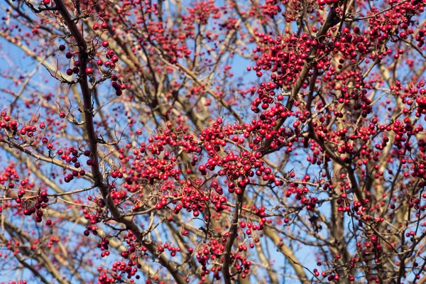 Branches Aubépine Avec Des Baies Rouges Contre Ciel Bleu Sur — Photo