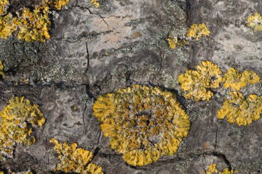 ortak turuncu liken, kavak ağacı gövde üzerinde xanthoria parietina