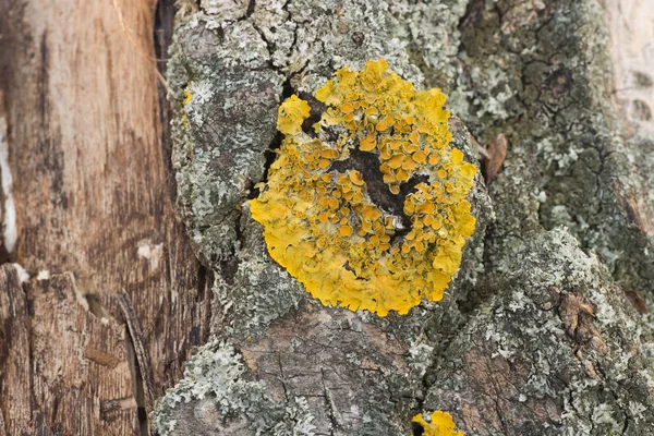 Společná Oranžové Lišejník Xanthoria Parietina Kmen Stromu Topol — Stock fotografie