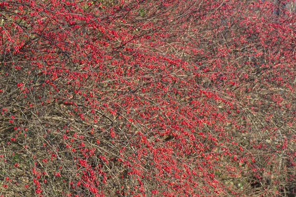 Berberis Beries 화창한 나뭇가지에 — 스톡 사진