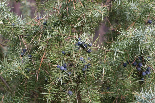 Juniper Berries Twig Macro Selective Focus — Stock Photo, Image