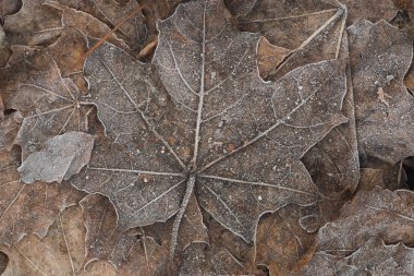 akçaağaç akçaağaç yaprağı detay Don makro ile kaplı düşmüş