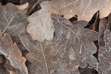 detay Don makro ile kapalı düşmüş meşe yaprakları