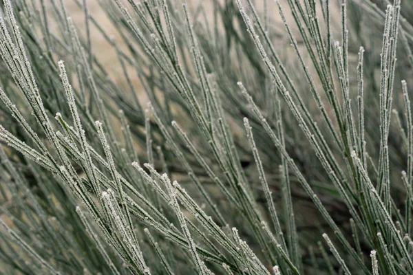 Ortak Süpürge Bitki Dal Hoarfrost Makro Ile Kaplı — Stok fotoğraf