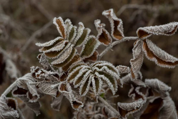 Rose Lämnar Täckt Med Rimfrost Makro Selektivt Fokus — Stockfoto