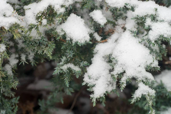 Juniper Kvistar Täckt Med Snö Makro — Stockfoto