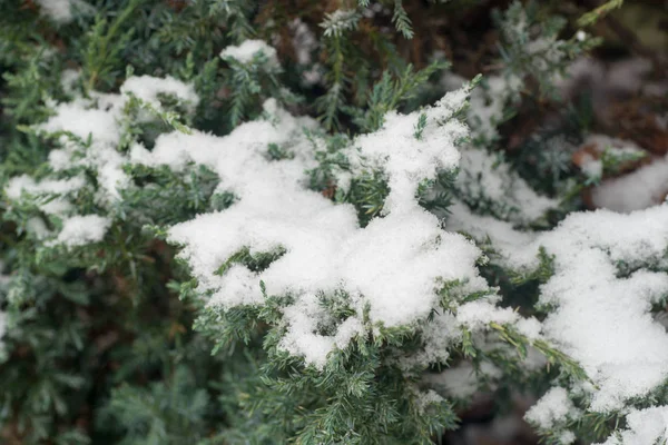 Juniper Kvistar Täckt Med Snö Makro — Stockfoto