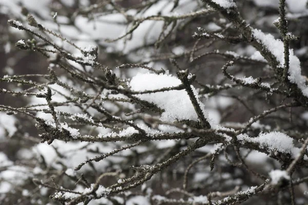 Gałązki Drzewa Pokryte Śniegiem Selektywnej Ostrości — Zdjęcie stockowe