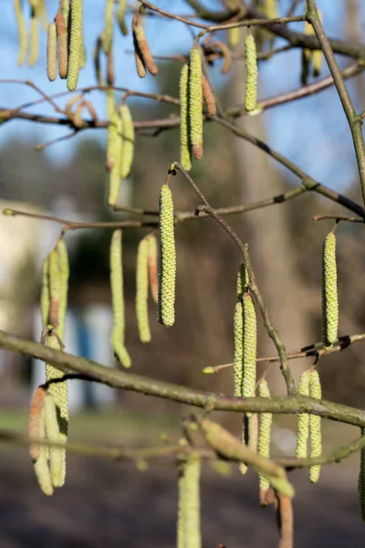 Avellana Catkins Ramita Día Soleado Principios Primavera — Foto de Stock