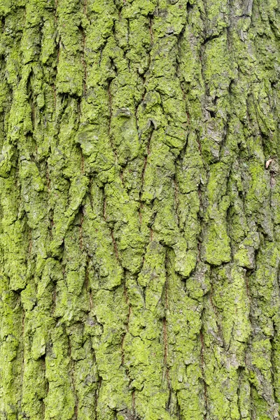 緑の苔状オークの木の樹皮の背景テクスチャ マクロ — ストック写真