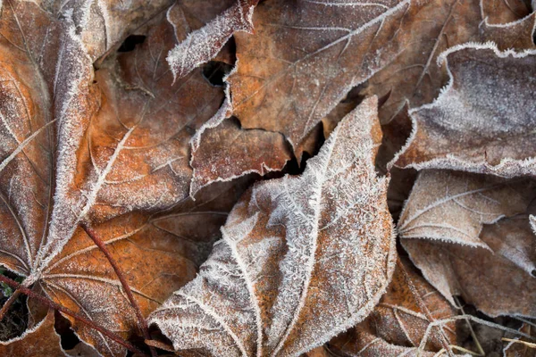 Maple Leaves Covered White Hoar Frost Macro — Stock Photo, Image