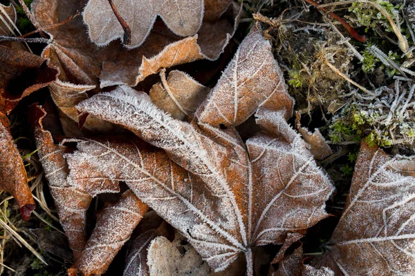 Foglie Acero Ricoperte Bianco Hoar Frost Macro — Foto Stock