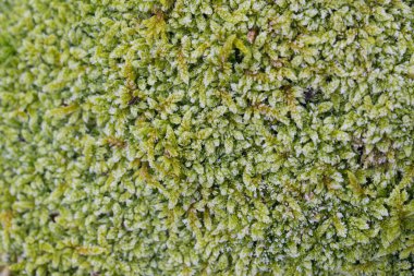 Kış moss detay Don makro altında