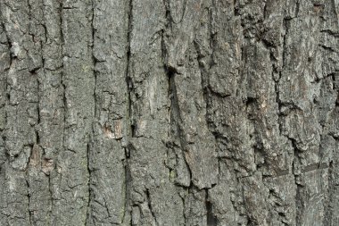 Eski meşe Barka doku arka plan makro