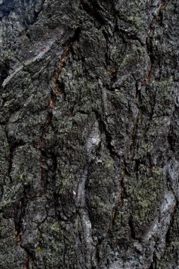 Ağaç kabuğu arka plan doku yanmış