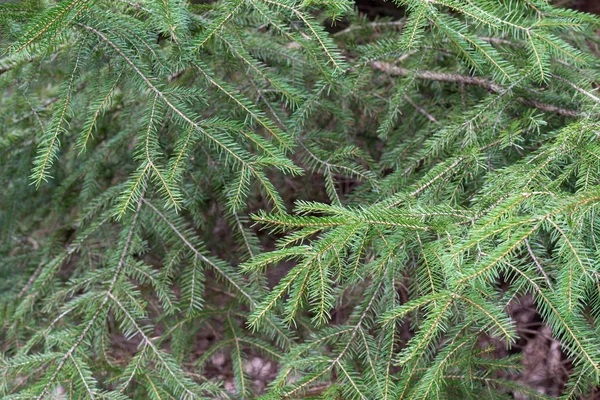 Closeup Spruce Green Branches — Stock Photo, Image