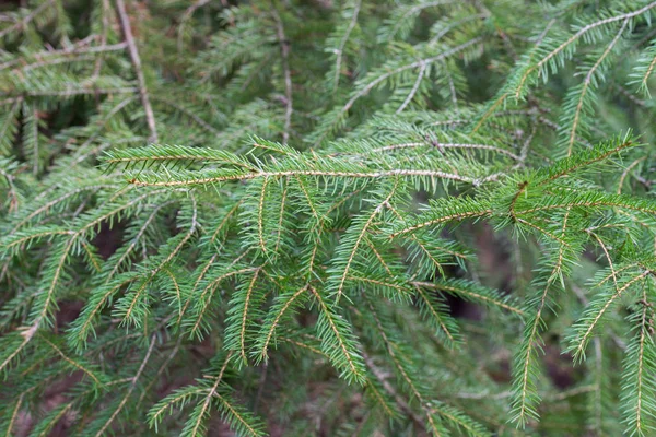 Closeup Spruce Green Branches — Stock Photo, Image