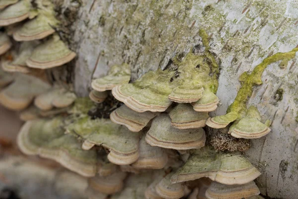 Gruppe Von Polypore Pilzen Umgestürzter Birke — Stockfoto