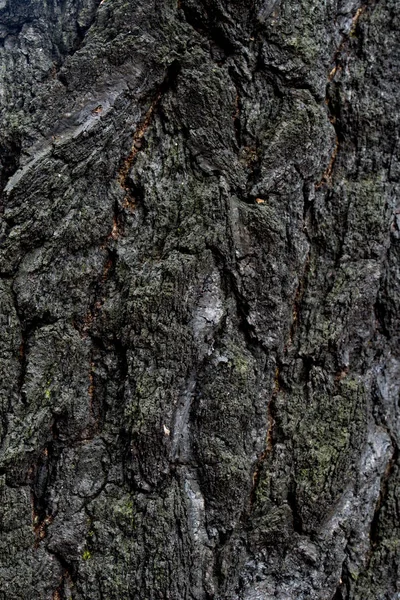 Ağaç kabuğu arka plan doku yanmış