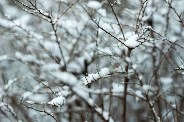 kar closeup ile kaplı dal