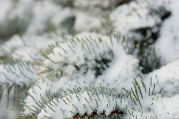 Spruce Grenar Täckta Med Snö Makro — Stockfoto