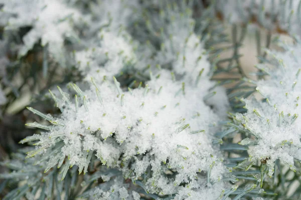 Świerkowe Gałązki Pokryte Śniegiem Makro — Zdjęcie stockowe