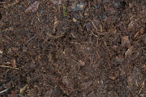 Húmus marrom escuro no solo da floresta — Fotografia de Stock