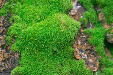 ağaç gövde seçici odak üzerinde yosun 
