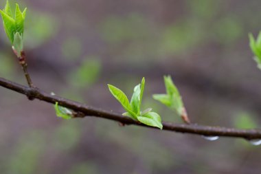 taze bahar ağaç dal makro üzerinde bırakır