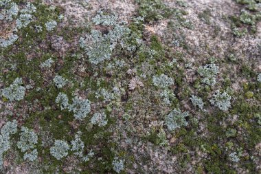 Granit taş doku seçici odak 