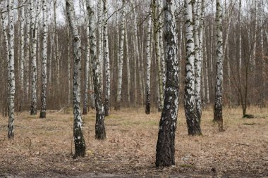 Erken Bahar günü orman huş ağacı 