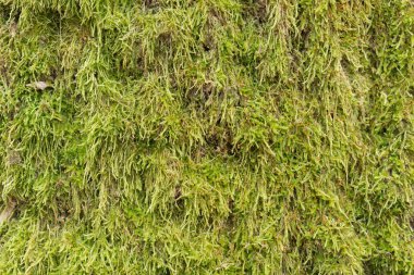 Yeşil yosun makro arka plan 