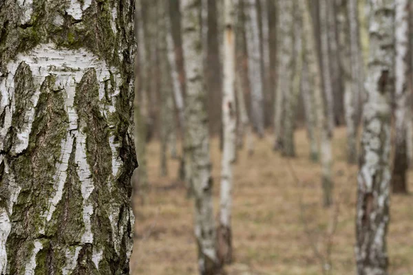 Björk skog på tidig vårdag — Stockfoto