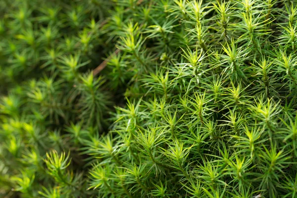 Green moss macro background — Stock Photo, Image