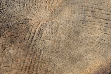 ağaç arka plan doku kesmek