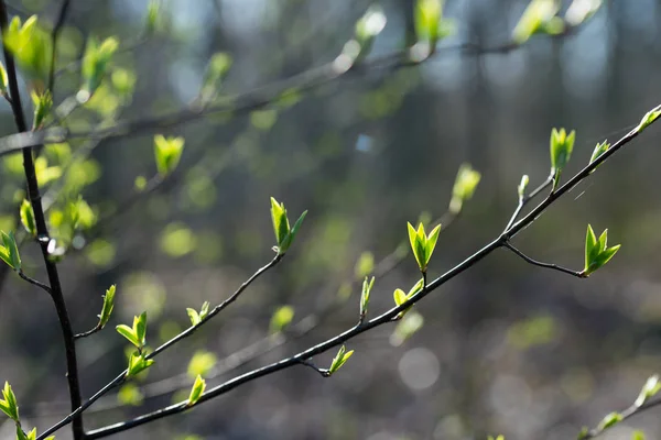 Taze bahar tomurcukları ve ağaç dal yapraklarda — Stok fotoğraf
