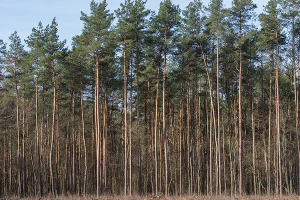 Pijnbomen in het bos — Stockfoto