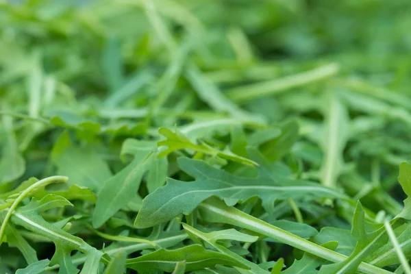 Fresh arugula leaves macro — Stock Photo, Image