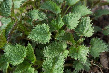 ısırgan otu taze bahar yaprakları 