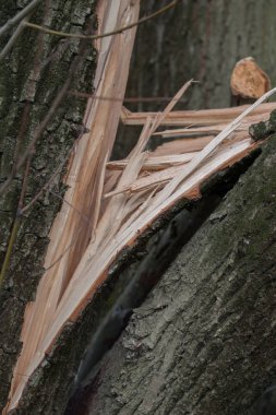 Eski kırık söğüt ağacı 