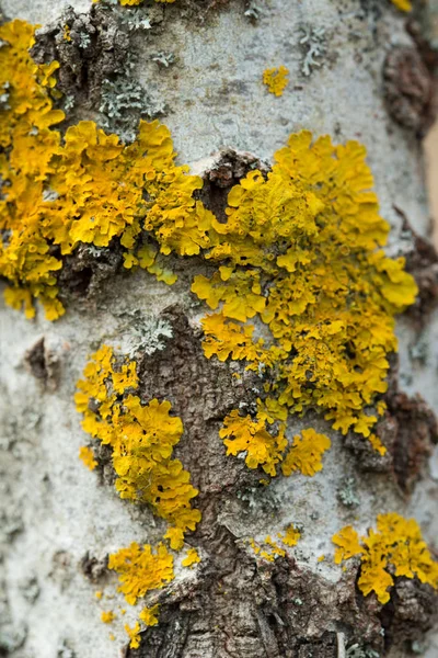 Yellow lichen on willow tree macro — Stock Photo, Image