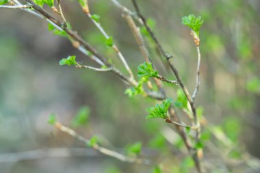 İlk Bahar küçük twigs ormandaki yaprak