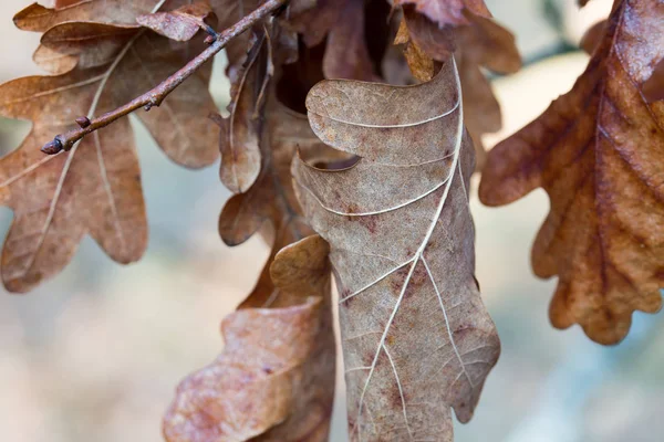 Feuilles de chêne marron humide d'automne sur rameau macro — Photo